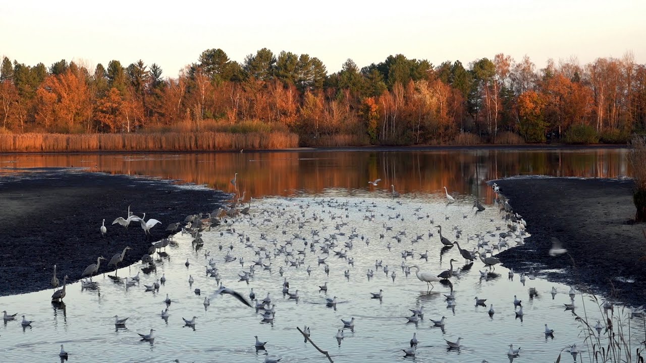 Wandelen, Zonhoven, Platwijers, Wijvenheide, Rode Vijvers