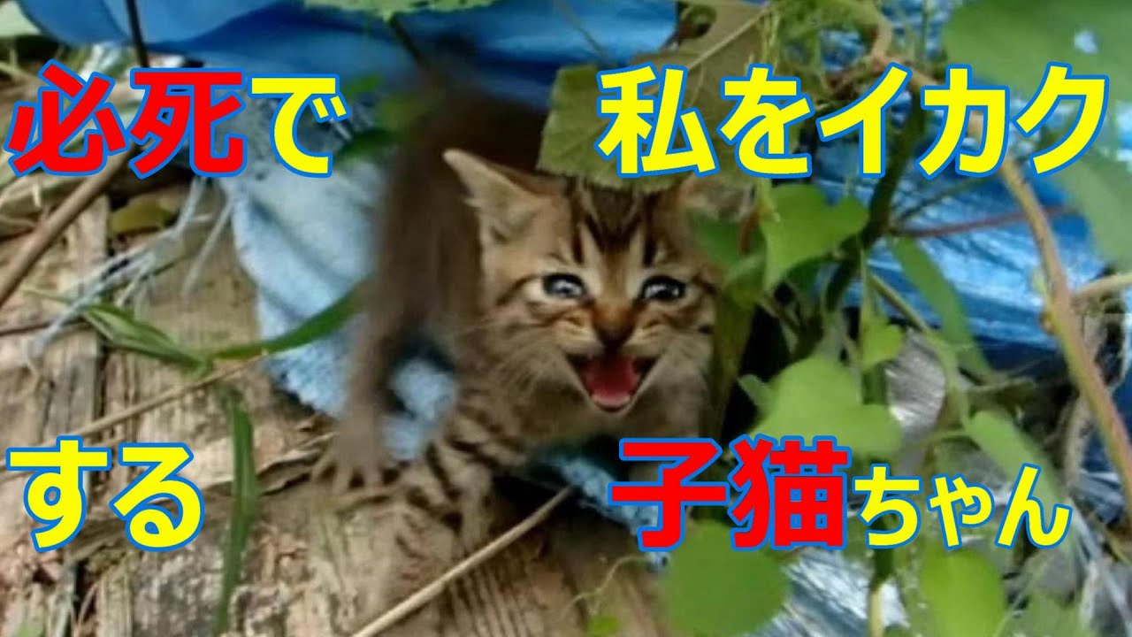 必死で私をイカク（威嚇）する子猫ちゃんAngry kitten【いなか猫２１４７】japanese funny cat