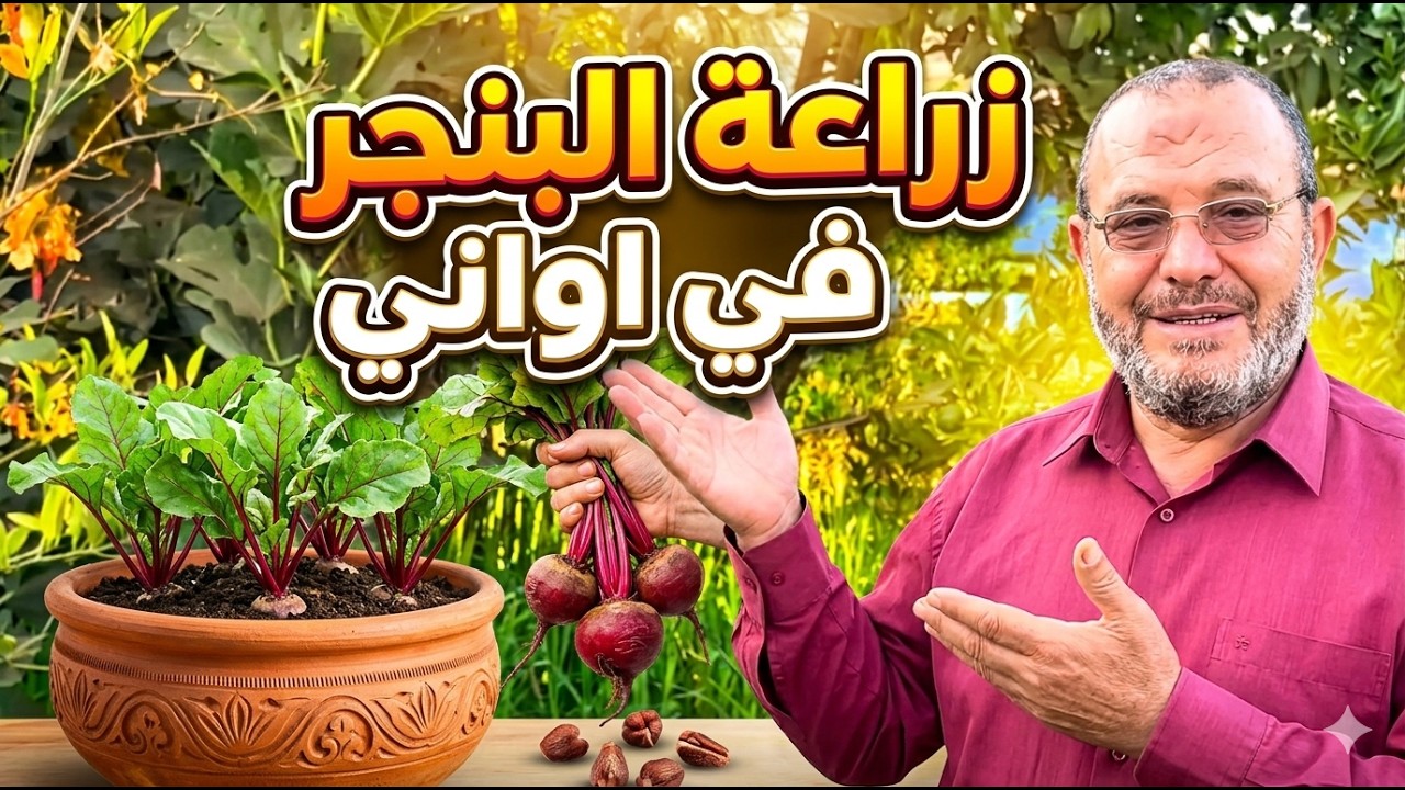 كيفية زراعة البنجر في أواني بسطح المنزل تسميد وري البنجر المزروع في أواني بطريقة صحيحة