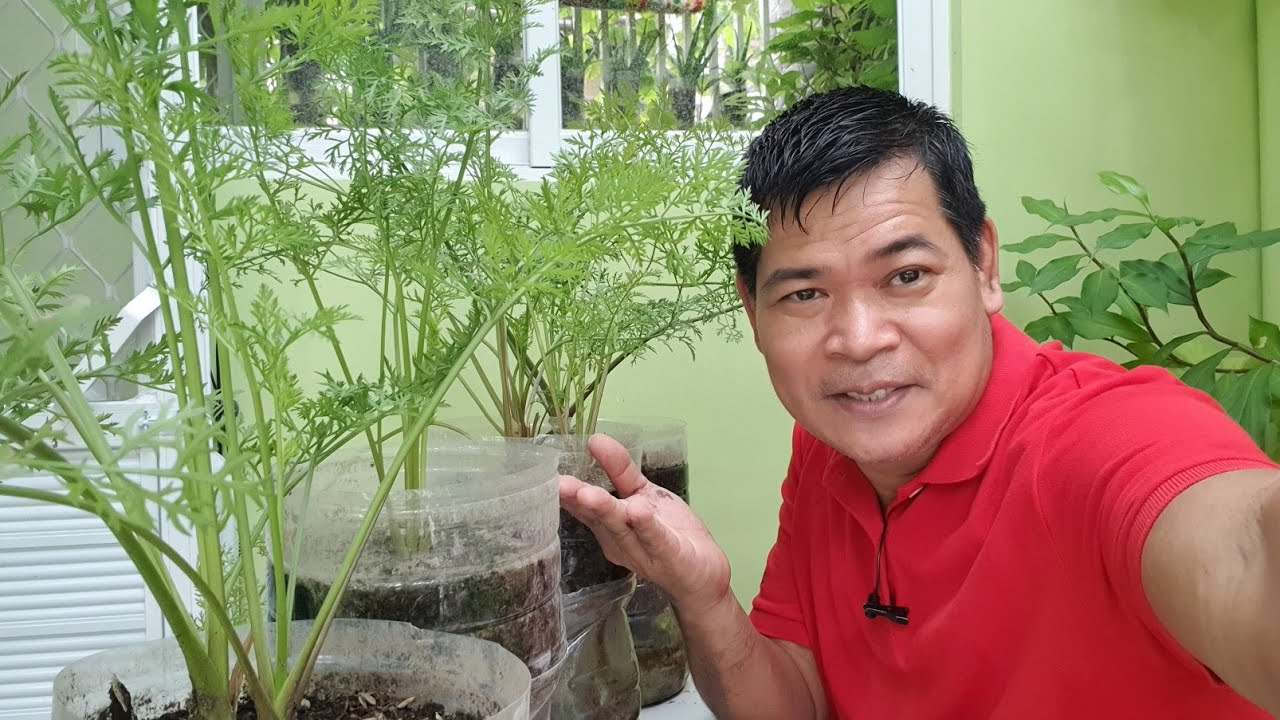 GABAY SA PAGTATANIM NG CARROT SA BOTE NA SELF WATERING (with ENG subs)