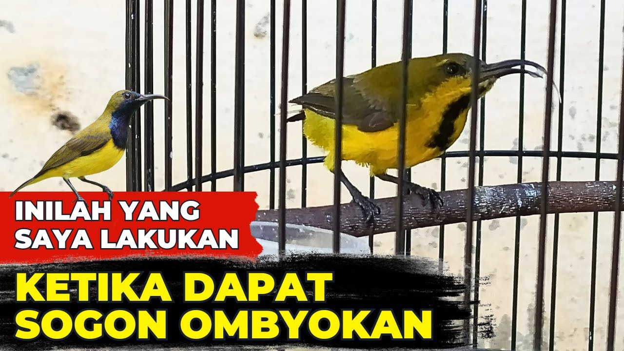INILAH PERAWATAN YANG SAYA TERAPKAN SAAT PERTAMA DAPAT SOGON DARI OMBYOKAN❗