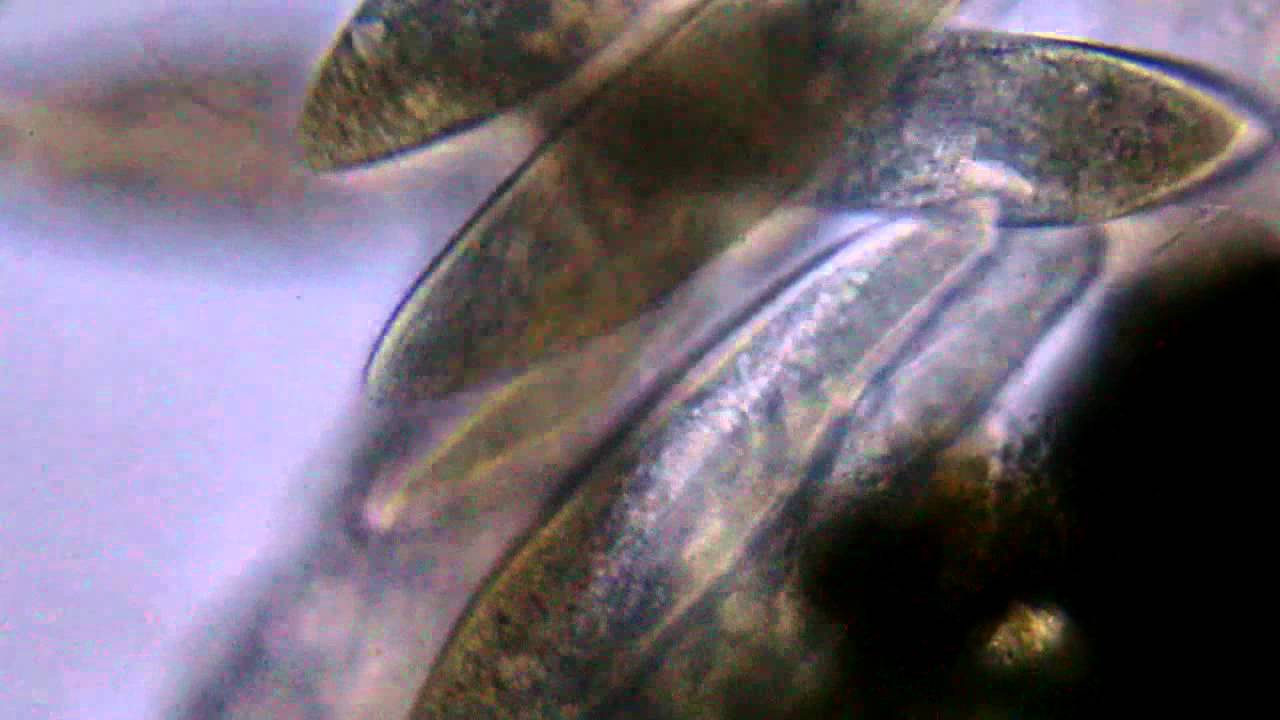 Paramecium caudatum czyli pantofelki widziane przez mikroskop TPL XSP-136