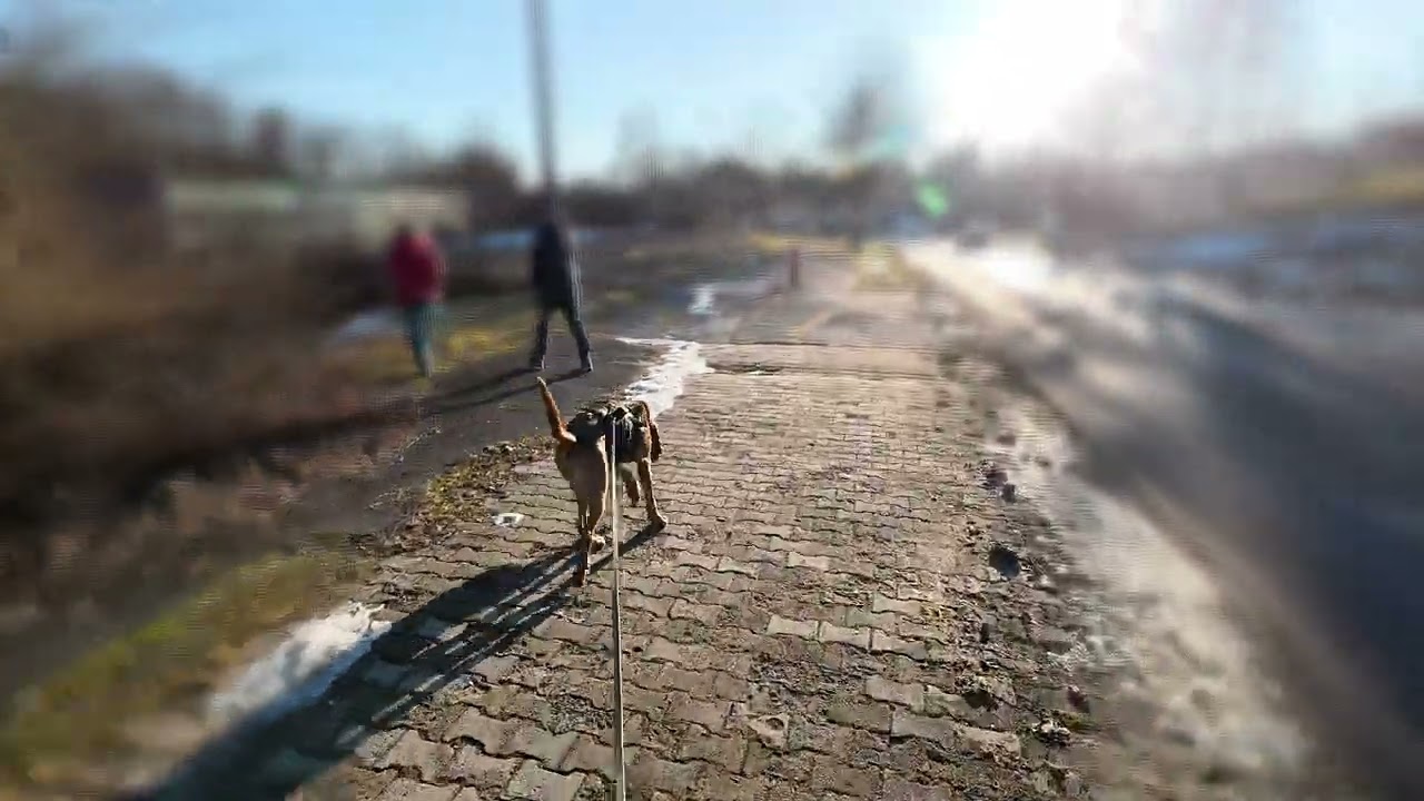 Mantrailing - Vorsicht Rutschgefahr ..