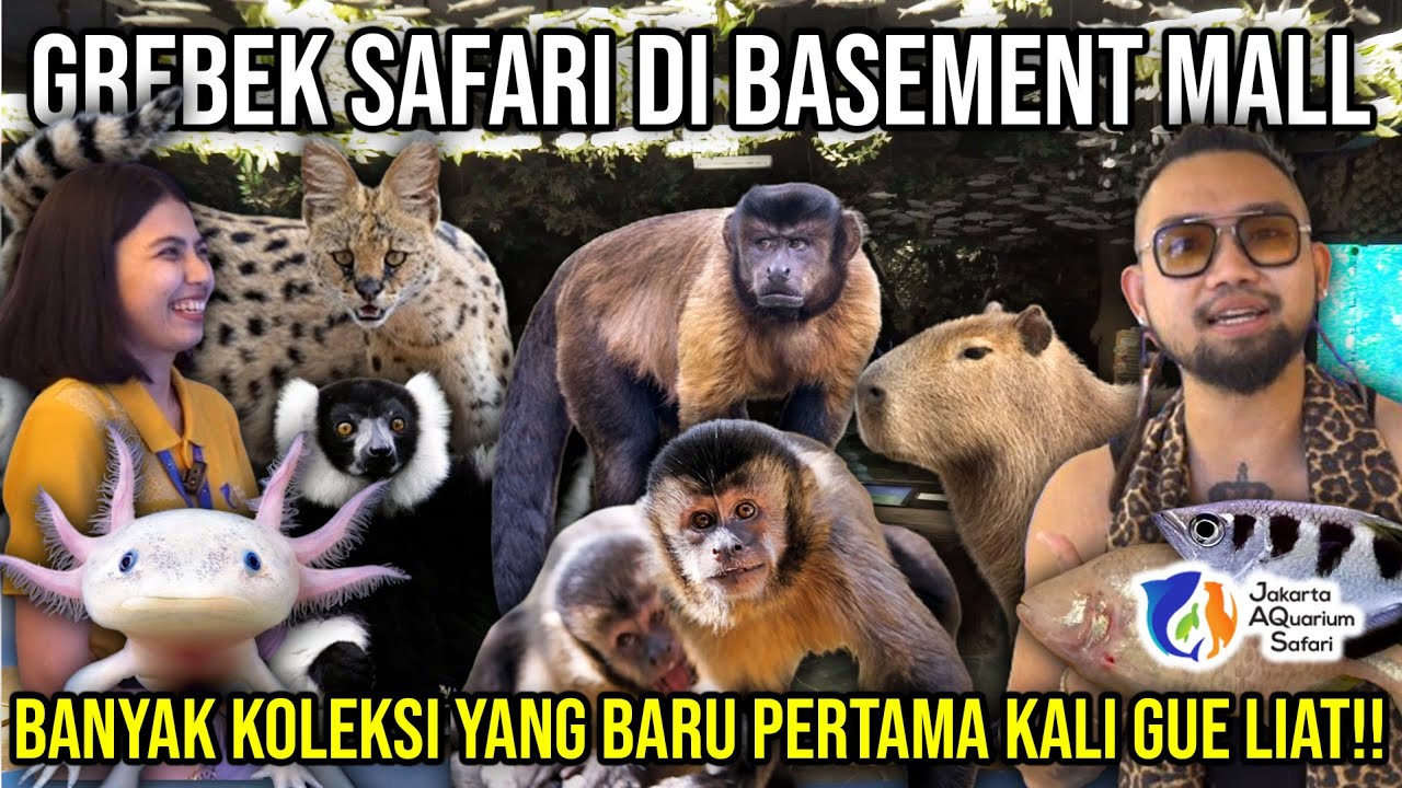 GREBEK SAFARI DI BASEMENT MALL BANYAK KOLEKSI YANG BARU PERTAMA KALI GUE LIAT!! JAQS #AudreyA