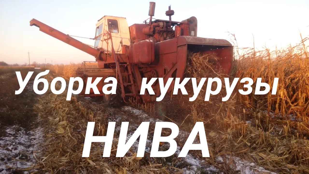 Уборка кукурузы 2020 комбайном  НИВА