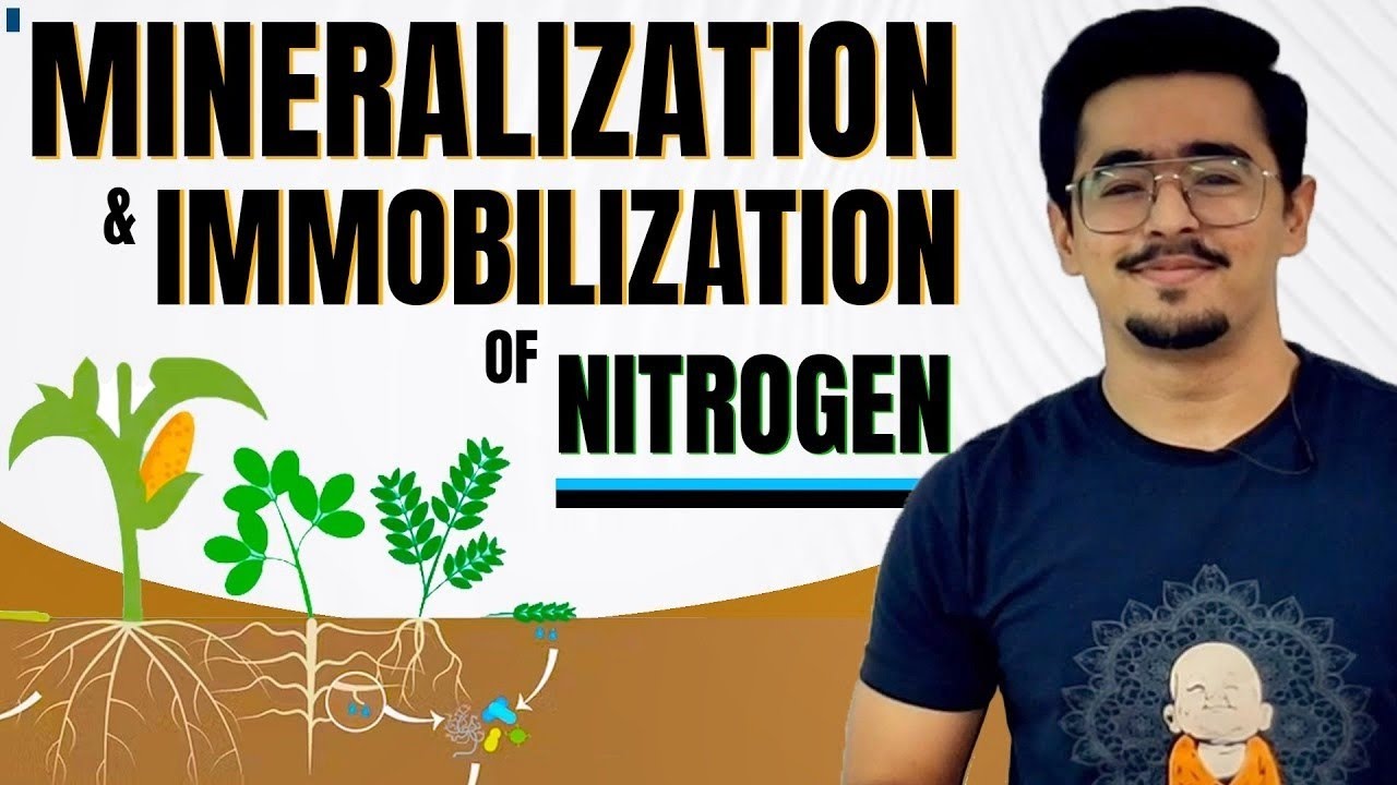 MINERALIZATION & IMMOBILIZATION OF NITROGEN, N FIXATION, OXIDIZED & REDUCED ZONE SUBMERGED CONDITION