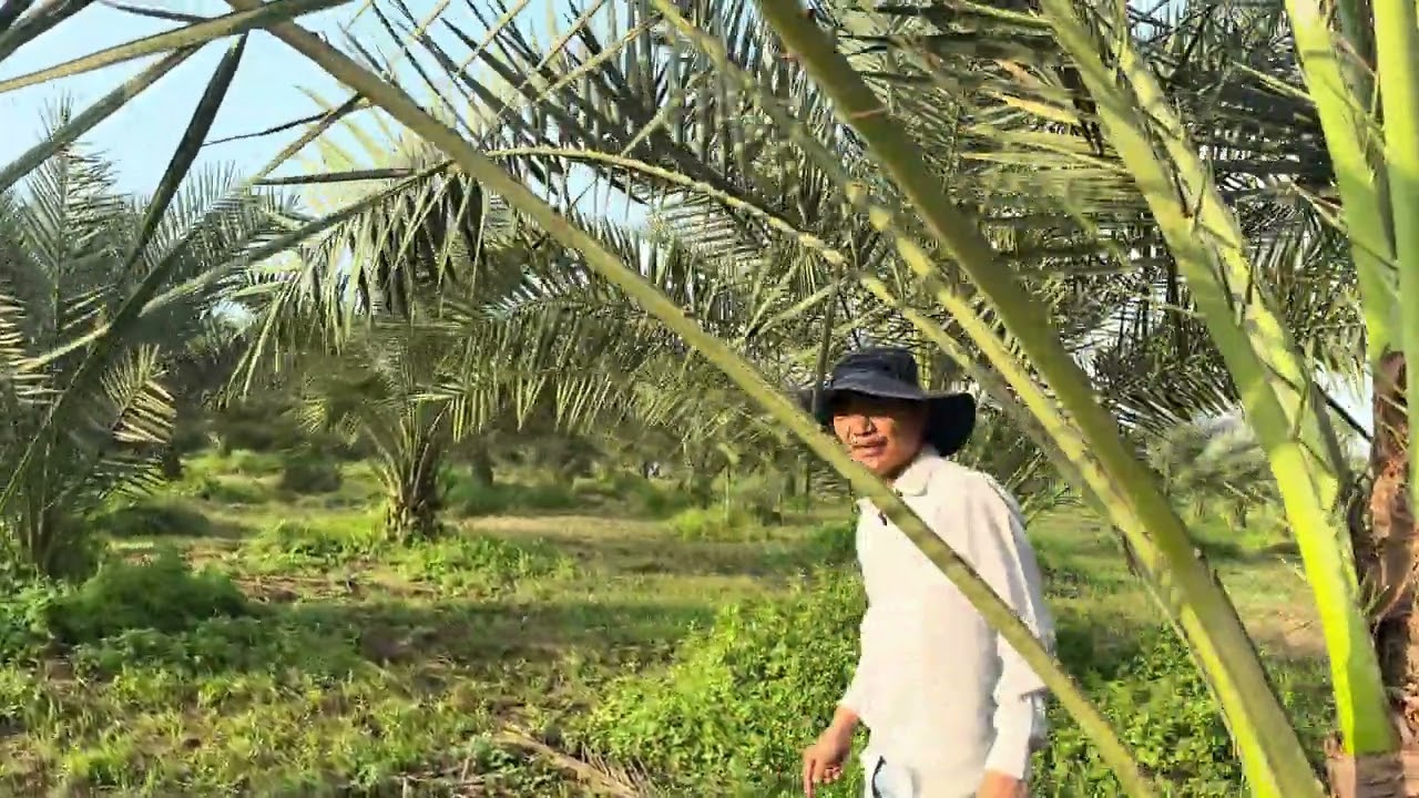 Thụ phấn chà là