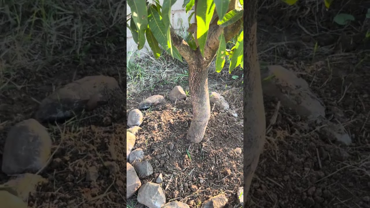 🌳 My Orchard’s 2-Year Transformation | From Seedlings to Fruit-Bearing Trees 🍎🍊🍋