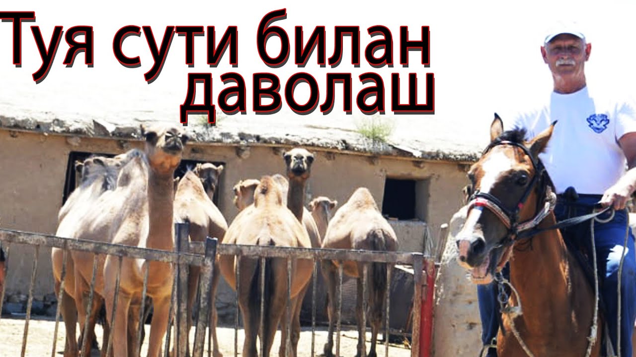 ТУЯ СУТИ - даво бўлмоқда+998983698506.+998977060049 Фориш туманидаги санаторий «Элназар-Нурали МЧЖ»