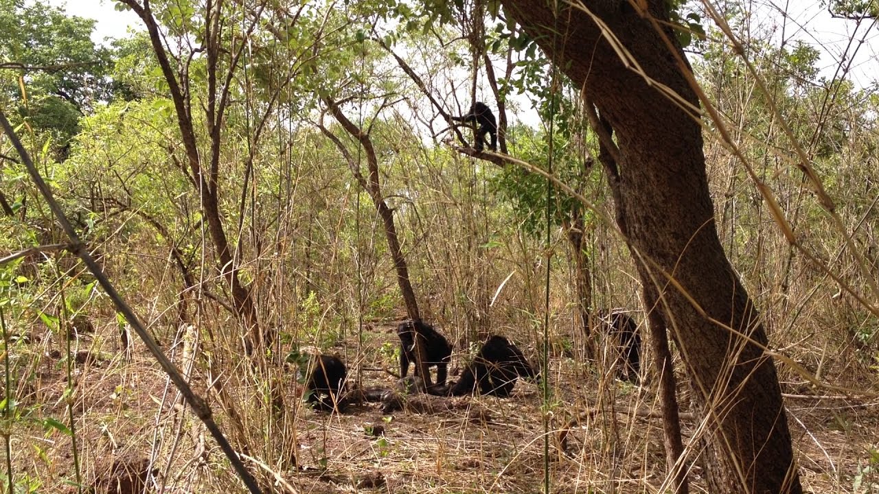 ISU anthropologist witnesses rare, lethal aggression in African chimps