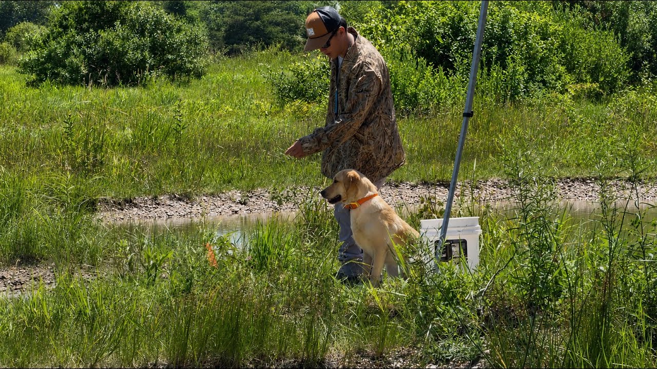 Mouas Hazel AKC Junior Hunt Test. Day 2