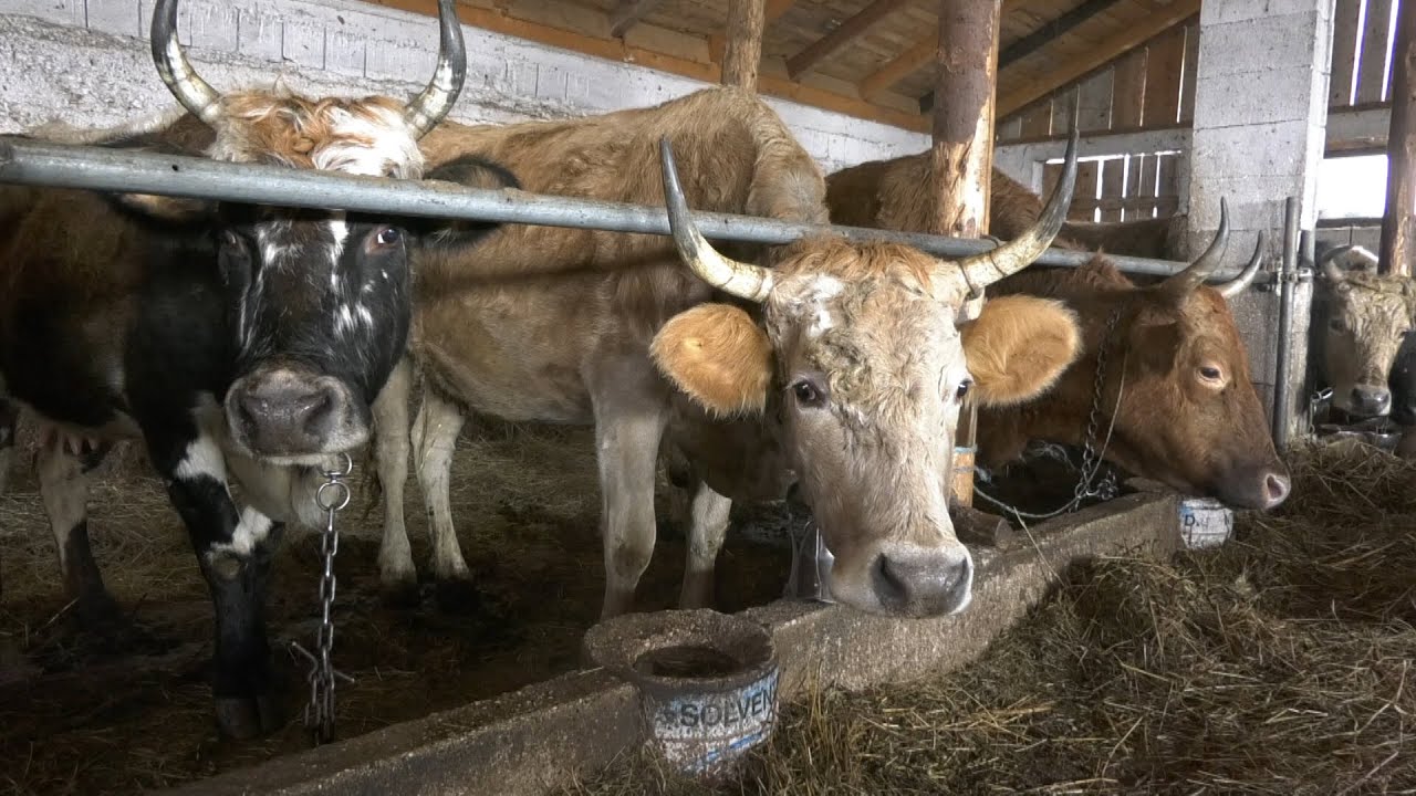 - FARMA ROGATIH KRAVA ZA PROIZVODNJU BIKOVA BODAČA, SANICA 2025