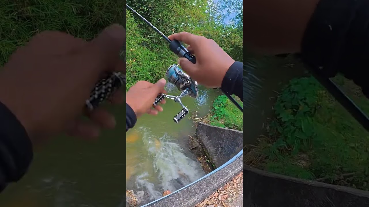 Mancing di sungai juga oke👍 #videomancing #hobbymancing