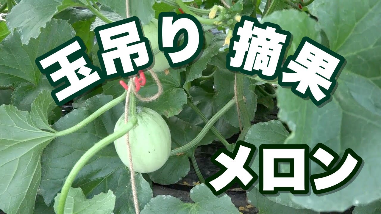 メロンの玉吊りと摘果の方法