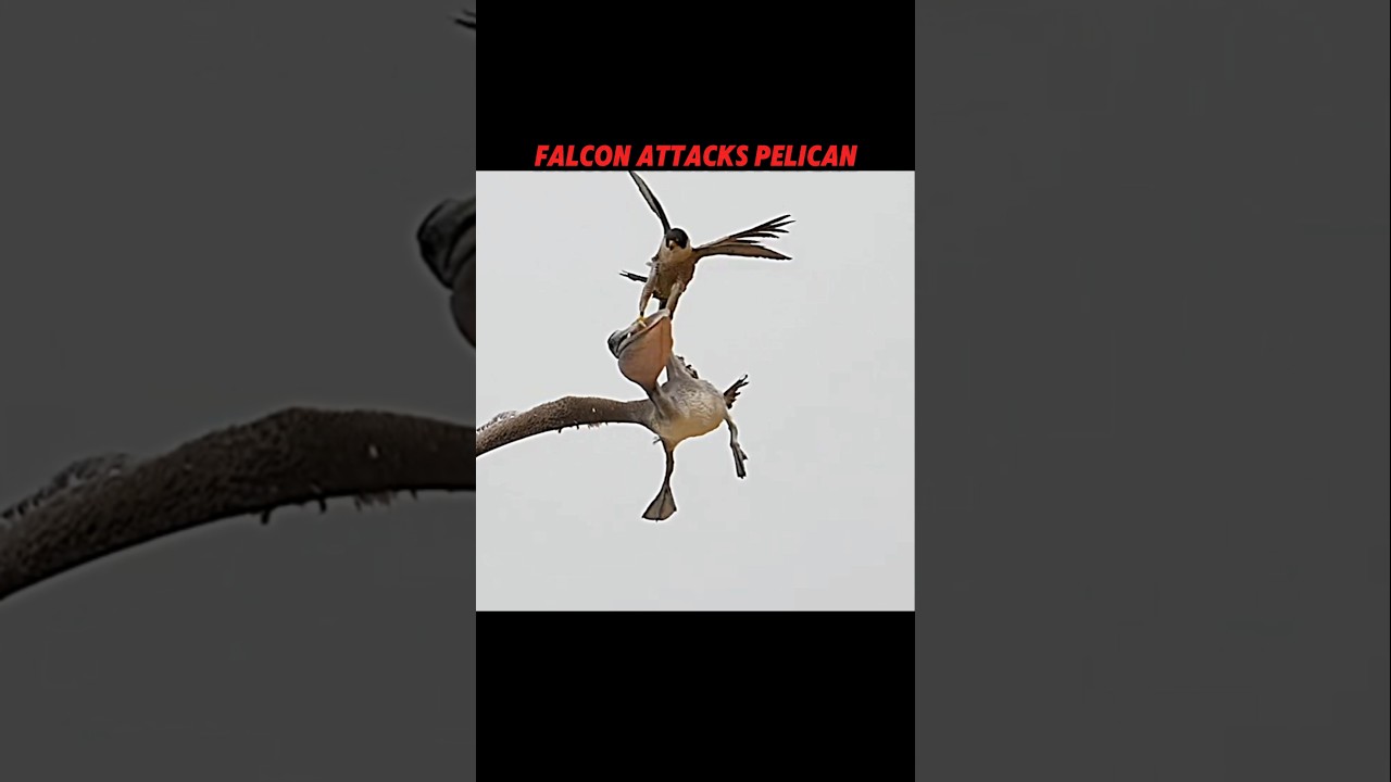 Falcon Teaches Eagle How to Defeat a Pelican #wildlife #shorts #falcon #eagle #viral