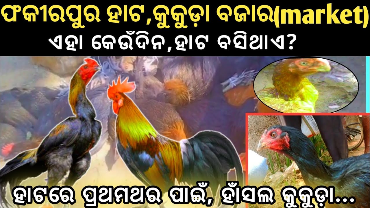 ଏଇ ହାଟରେ ପ୍ରଥମଥର ପାଇଁ ହାଂସିଲ(breed)କୁକୁଡ଼ା,ଏହା କେଉଁଦିନ ହାଟ ବସିଥାଏ#vairal#chicken#market#pasufarming
