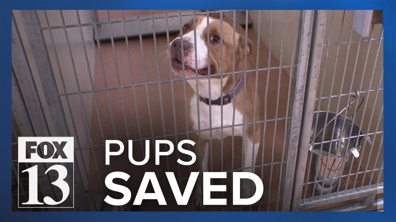 Dogs adopted from Ogden no-kill shelter before being euthanized