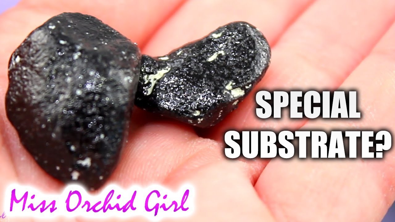 Pebble Orchid substrate from Colomi minerals - Lava rock top layer fail