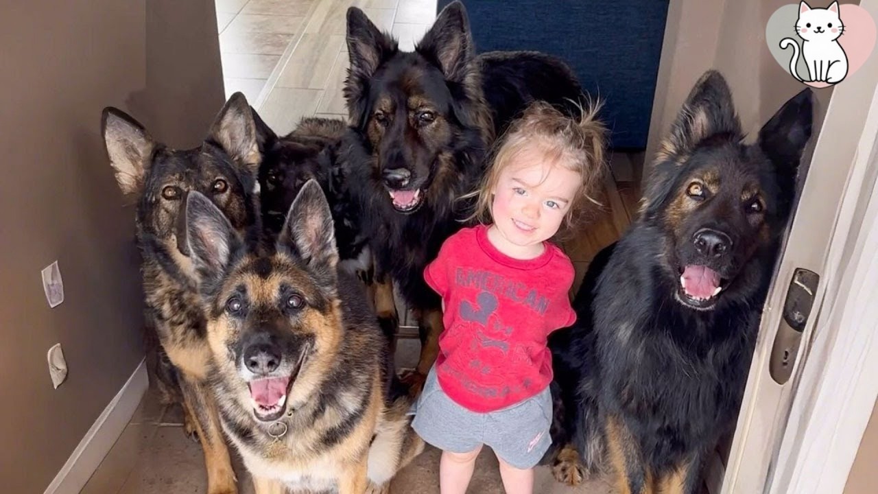 We Brought a Newborn Home to 7 German Shepherds  What Happened Next Shocked Us