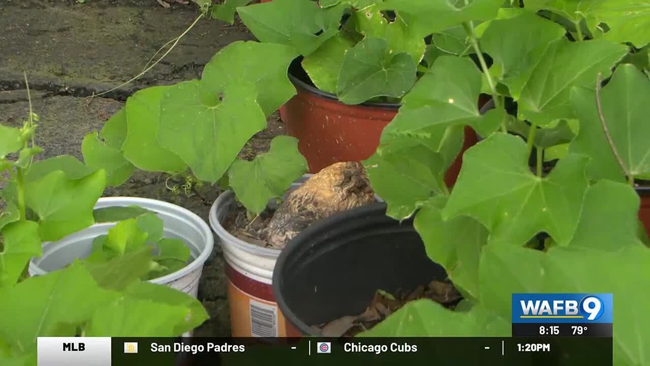 Meet the local woman who grows a vegetable called a mirliton