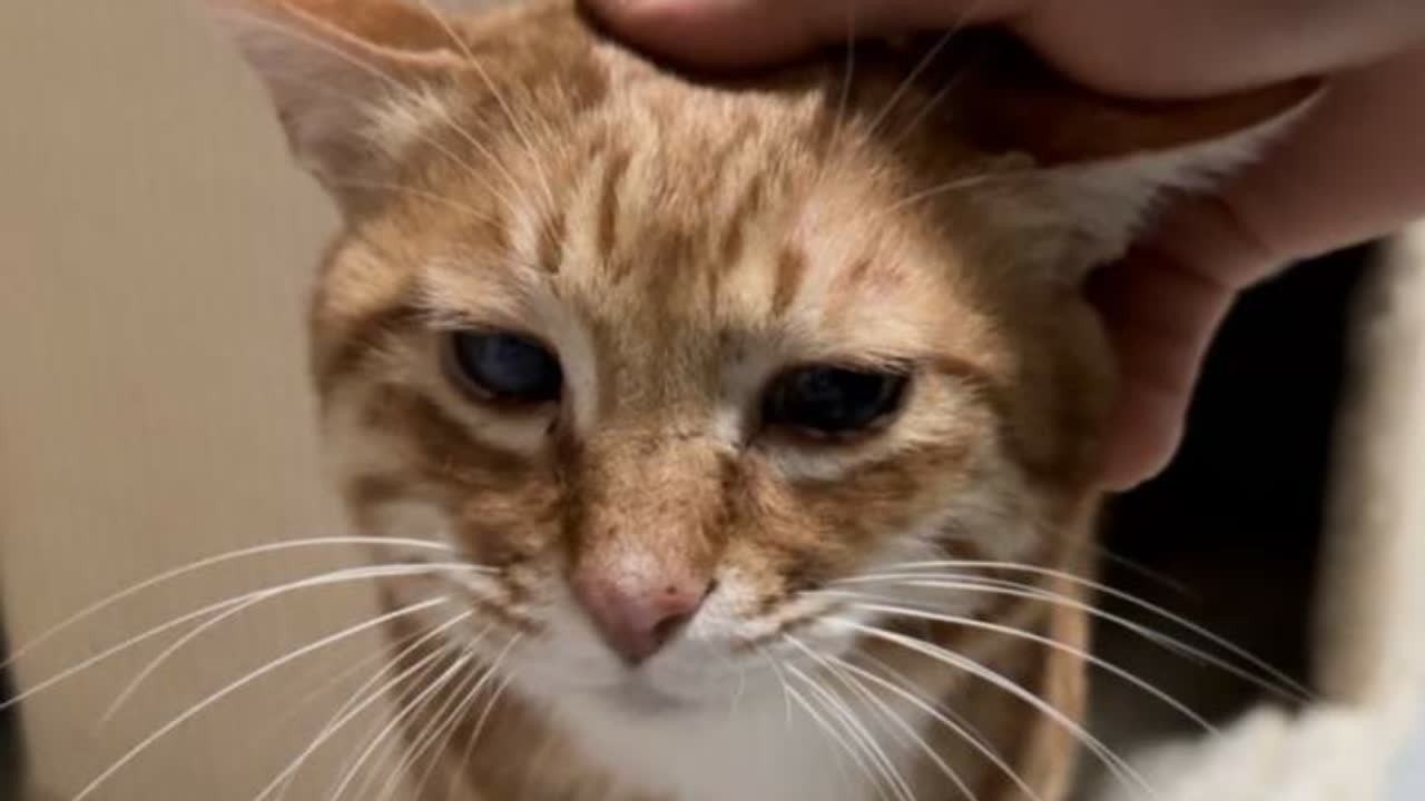 小猫不知道，为什么人总是天黑才回家，看到人开始睡觉，自己也舔舔毛钻到人的被窝里睡睡，要不然天一亮，人又跑了#猫咪 #记录真实生活