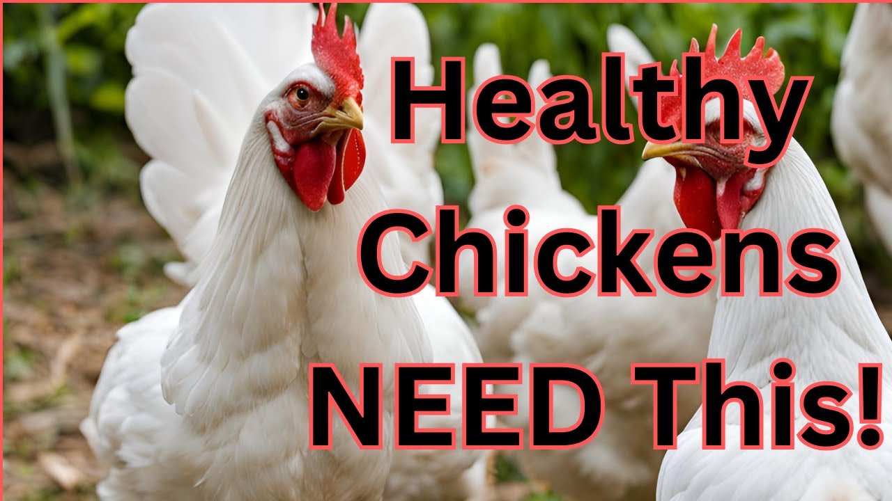 Why Your Chickens Need Grit | Essential Tips for a Healthy Flock!