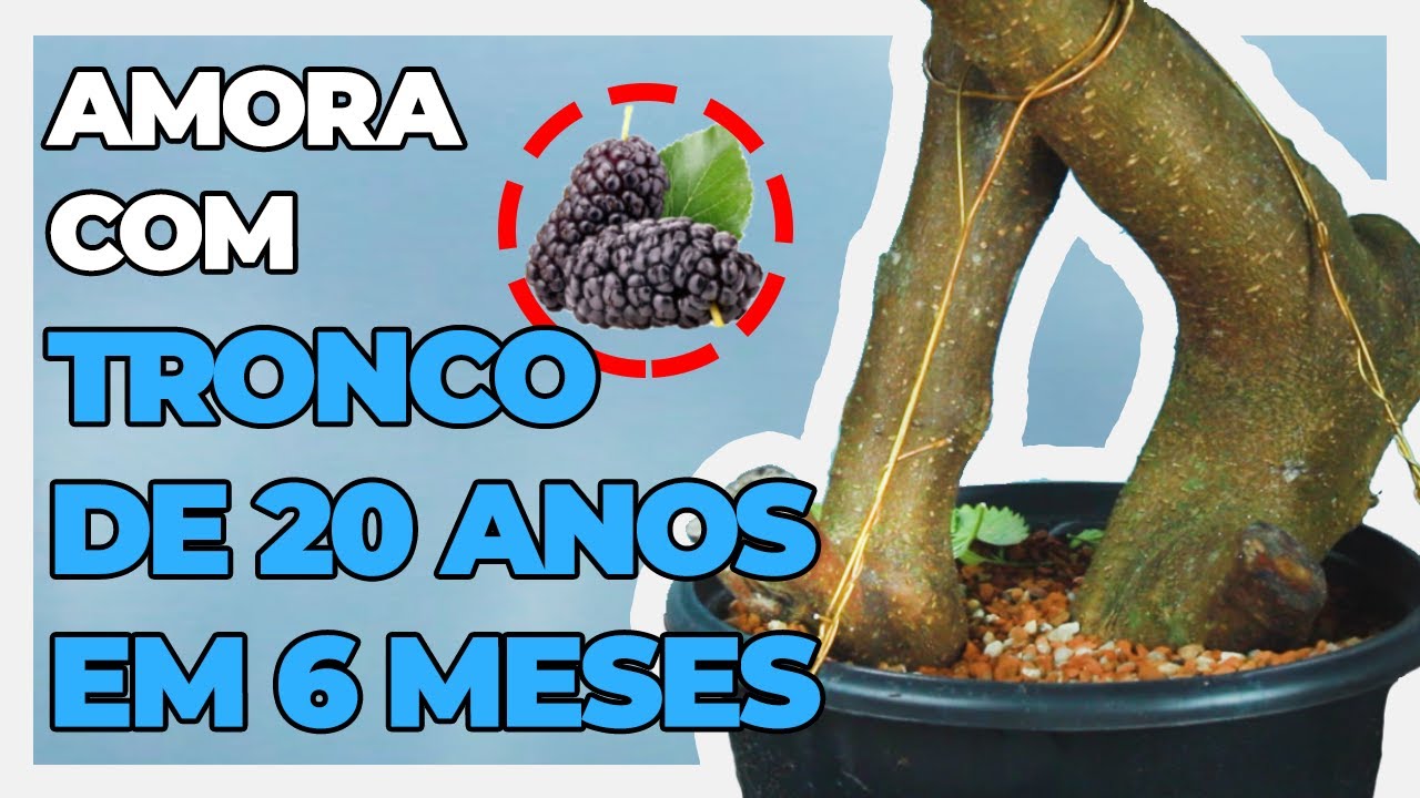 COMO FAZER BONSAI DE AMORA | Amora Nº 1 e Nº2 | Vídeo 1