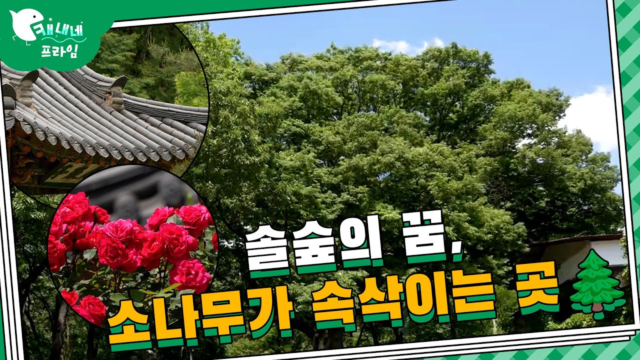 ☁️연진아, 나 지금 거의 신선이야☁️ l 공기도 좋고 행복한 걸음☘️☘️ l 거창 갈계숲🌲