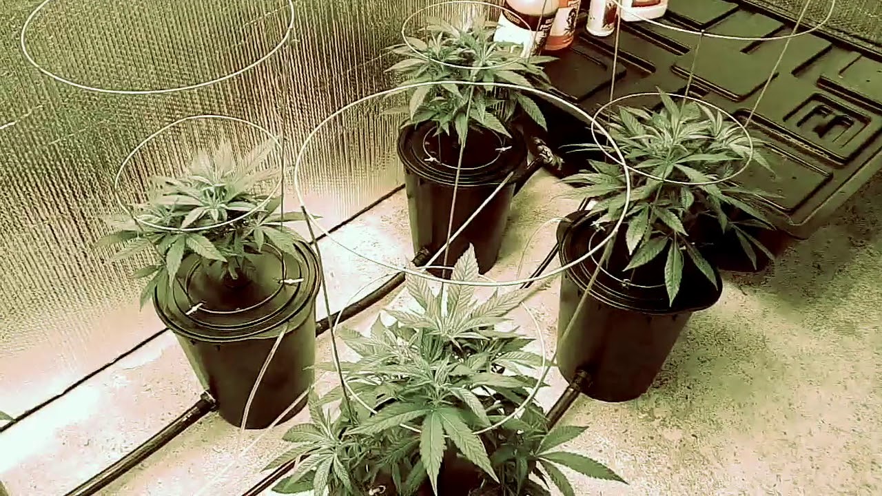 Lucas Method: Week 2 of Veg