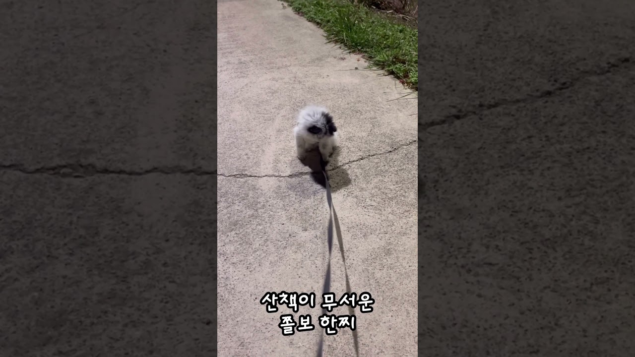 강아지 첫 산책 🐶 쌍둥이 중 혼자만 산책이 무서운 한찌 