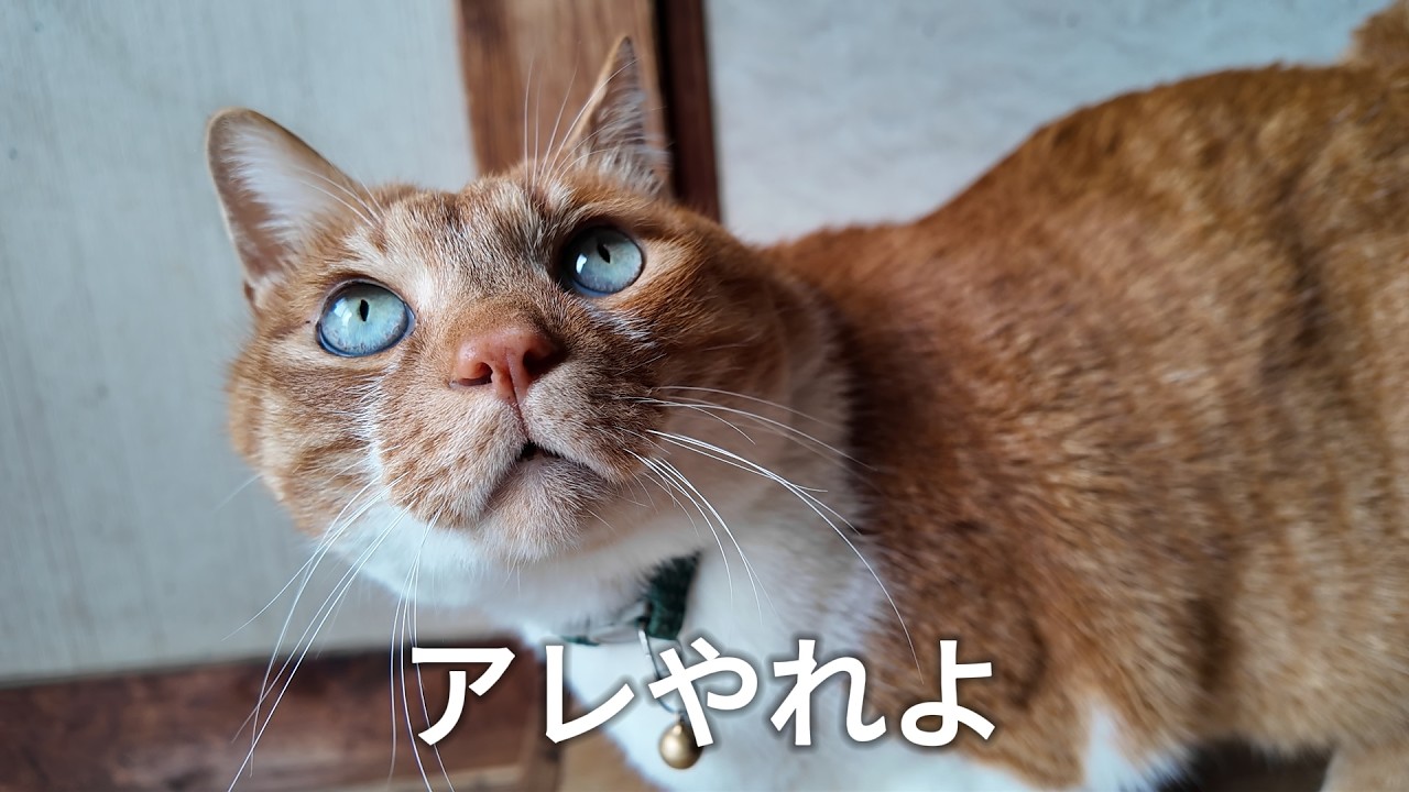 何度目だ！猫さん専門脱毛エステ【侵入した野良仔猫】～家猫修行中～