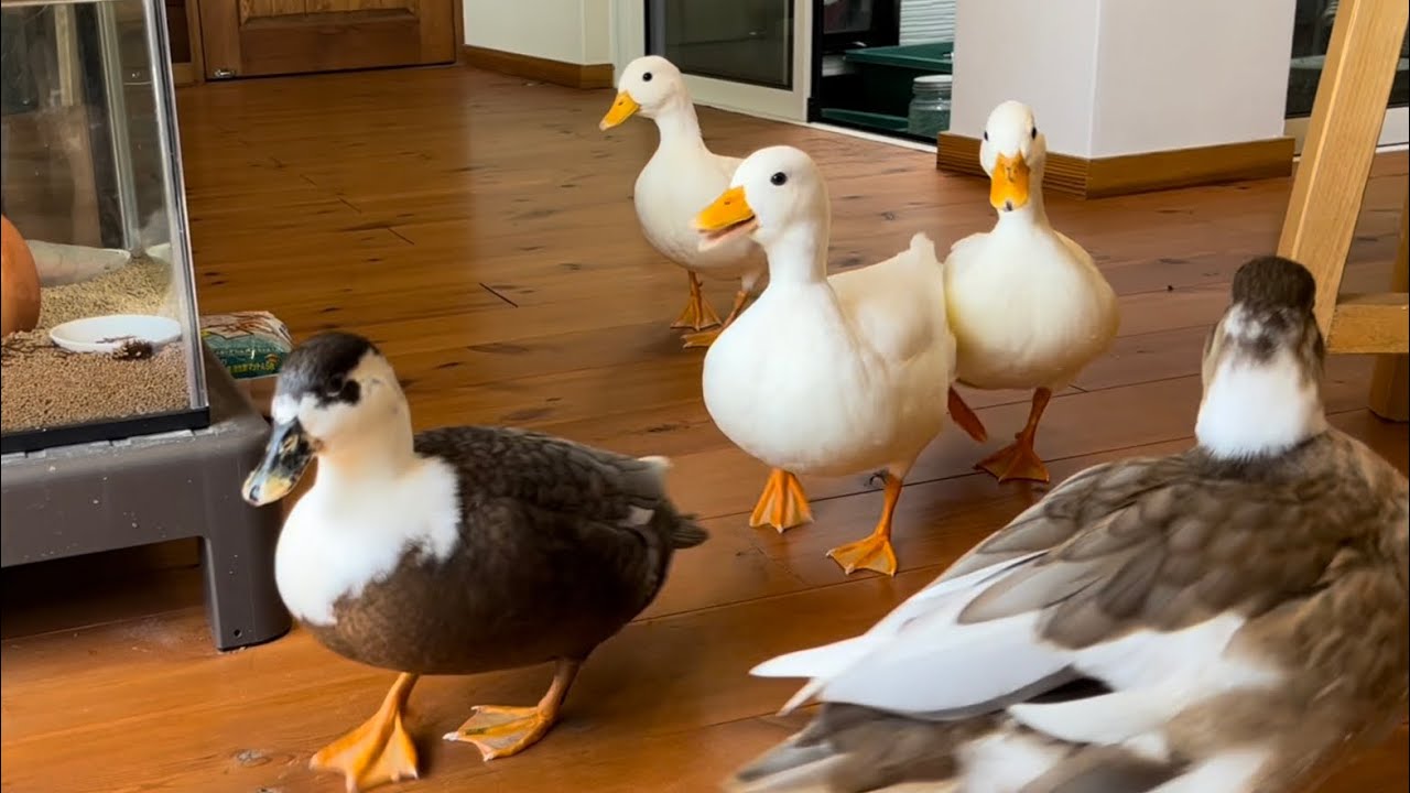 Chotchy is Bossy! (Our Pet Call Duck)