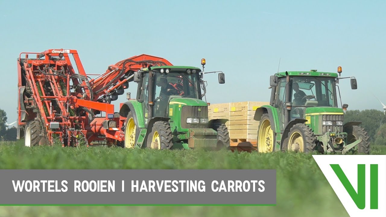 Wortels rooien | Harvesting carrots | Heyboer BV | Biddinghuizen, The Netherlands