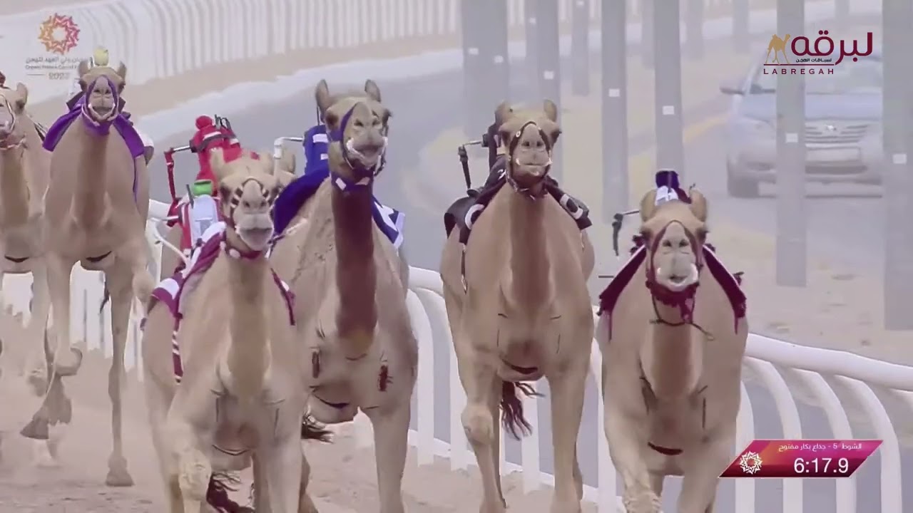 ش5 شوشرة لـ محمد راضي سماح العنزي (مهرجان ولي عهد السعودية) 10-8-2023م جذاع بكار مفتوح 7:59:38