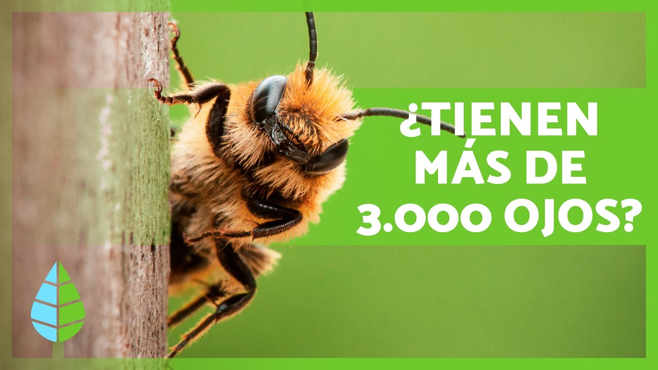 10 CURIOSIDADES sobre las ABEJAS 🐝🍯 ¿Pueden RAZONAR y CALCULAR?