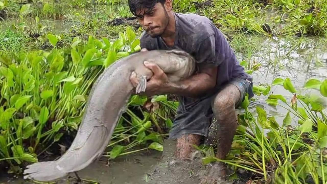 Amazing Hand Fishing. Catch Catfish By Remove Water Hyacinth In River Bank(Part-2)