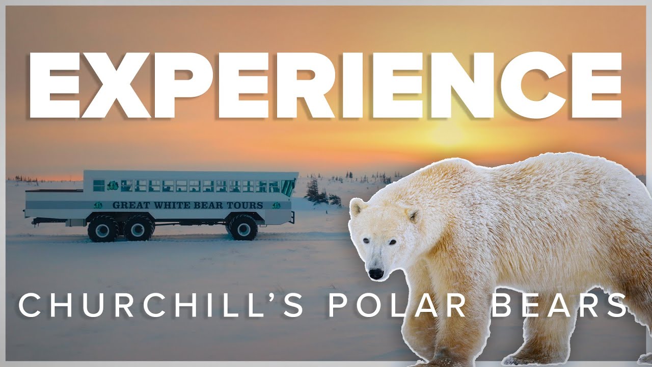 Experience Churchill's Wild Polar Bears with Nat Hab