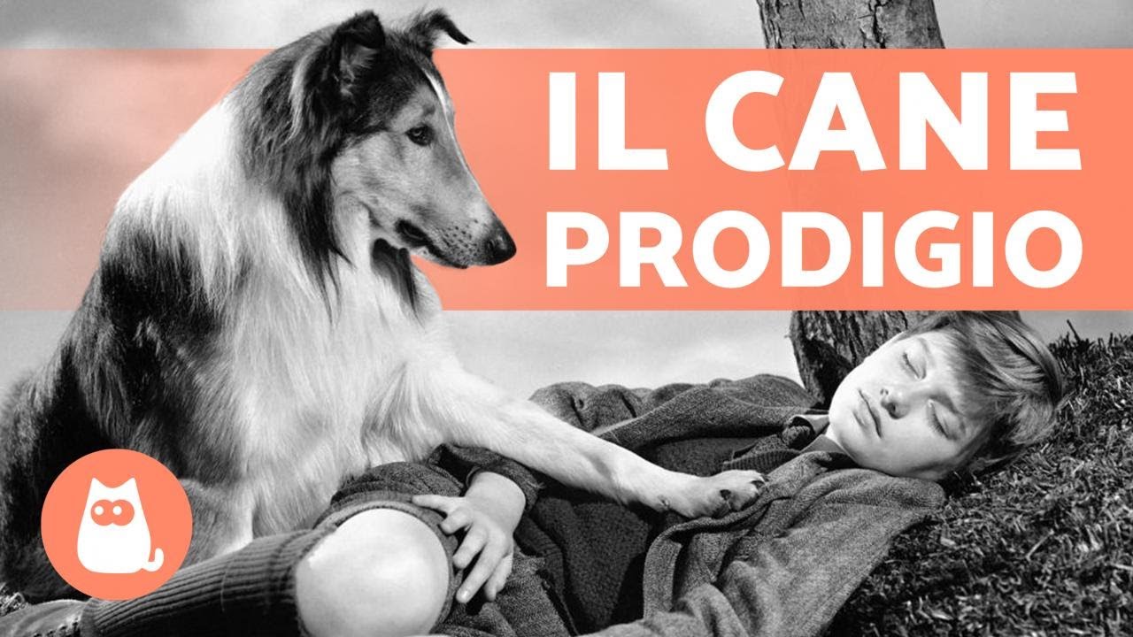 La VERIT&Agrave; sul CANE che interpret&ograve; LASSIE 🐶🎬 (Pal)