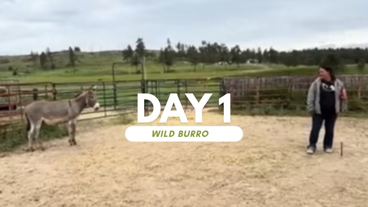 Training Techniques: Using Flags in Wild Burro Training
