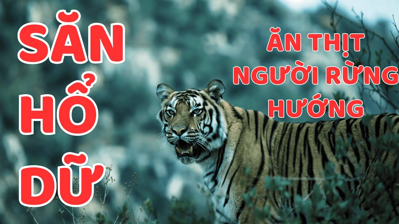 SĂN HỔ DỮ ĂN THỊT NGƯỜI RỪNG HƯỚNG || Người Rừng Kể Chuyện