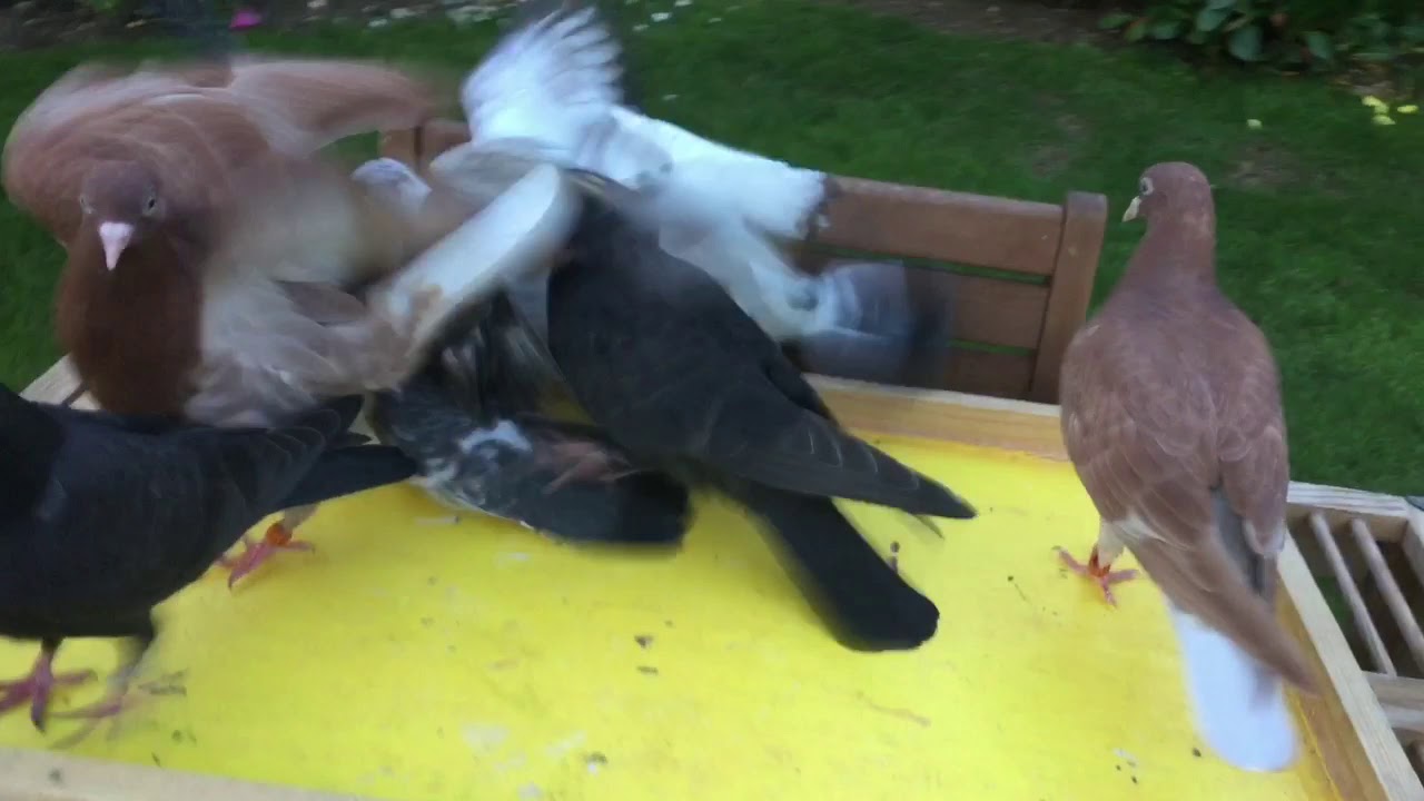 Training Tipplers to the feed tray.