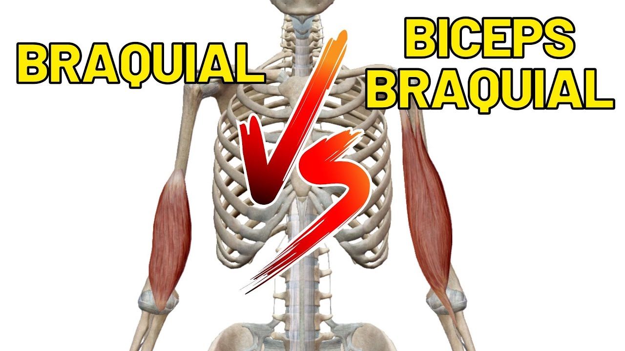 Diferen&ccedil;as entre o m&uacute;sculo BRAQUIAL e o B&Iacute;CEPS BRAQUIAL! A&ccedil;&atilde;o do m&uacute;sculo b&iacute;ceps braquial.
