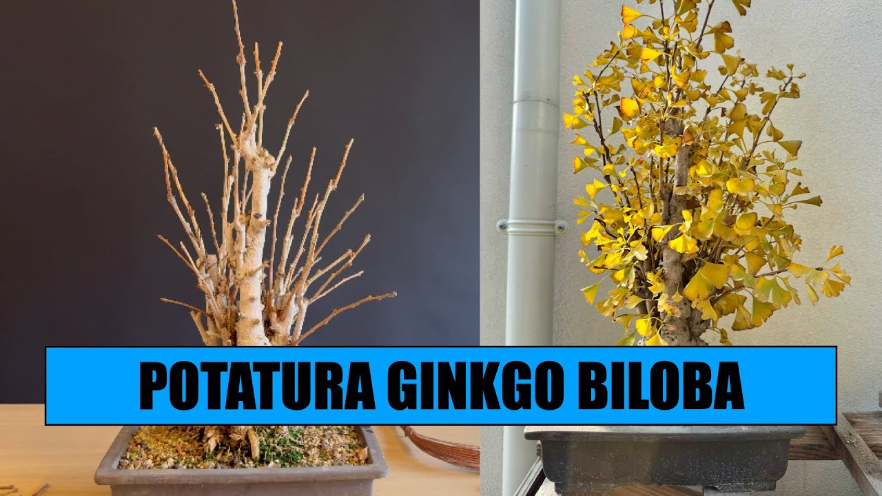 POTATURA GINKGO BILOBA BONSAI - Gennaio 2025