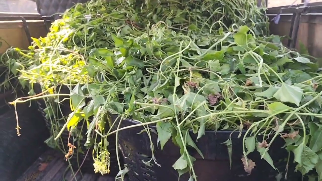 Good forage alternative !