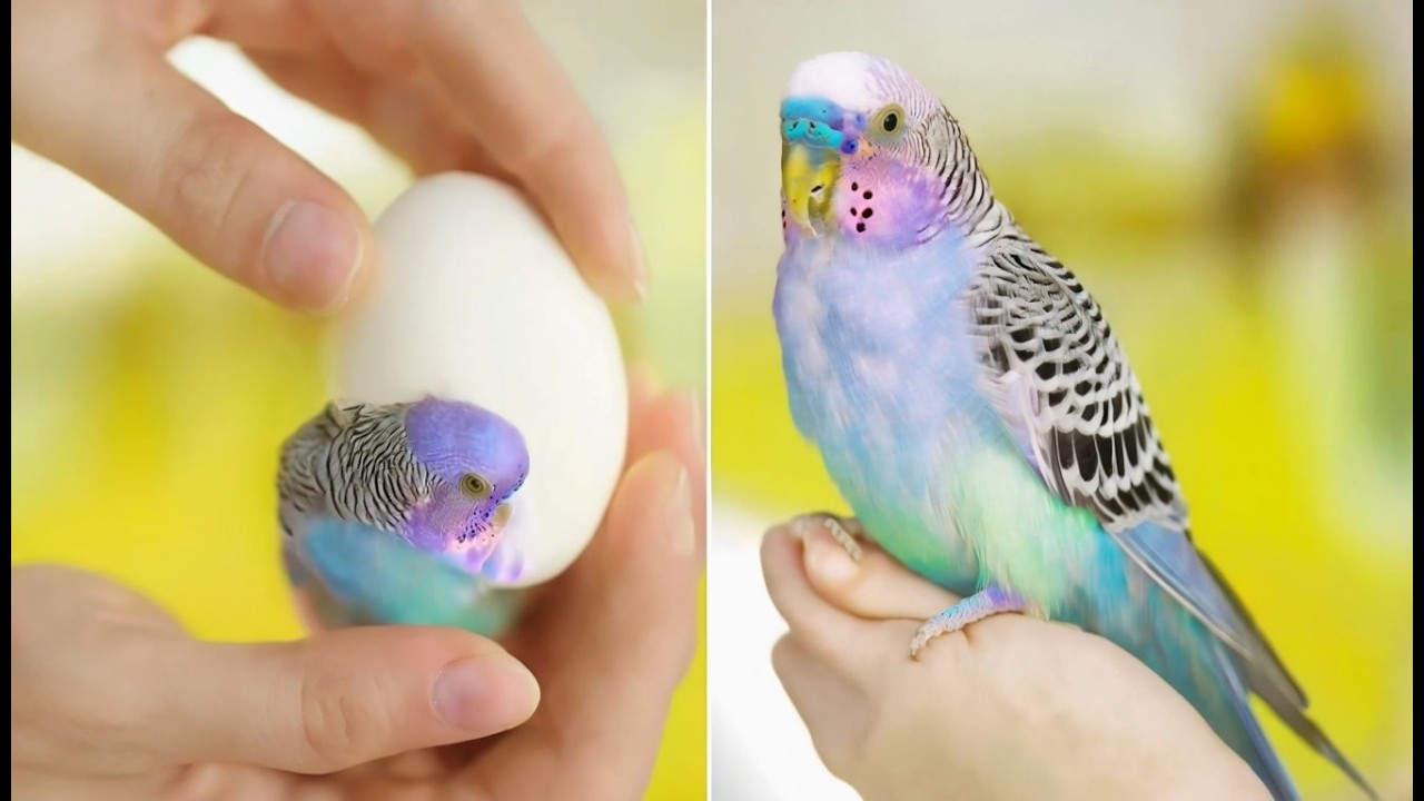 Egg binding issue in budgies Parrot 🥚 How to treatment