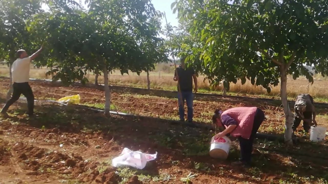 Denizli tavas ulukent ceviz hasatı ceviz Bahçesi Bahçe günlükleri Garden Tour