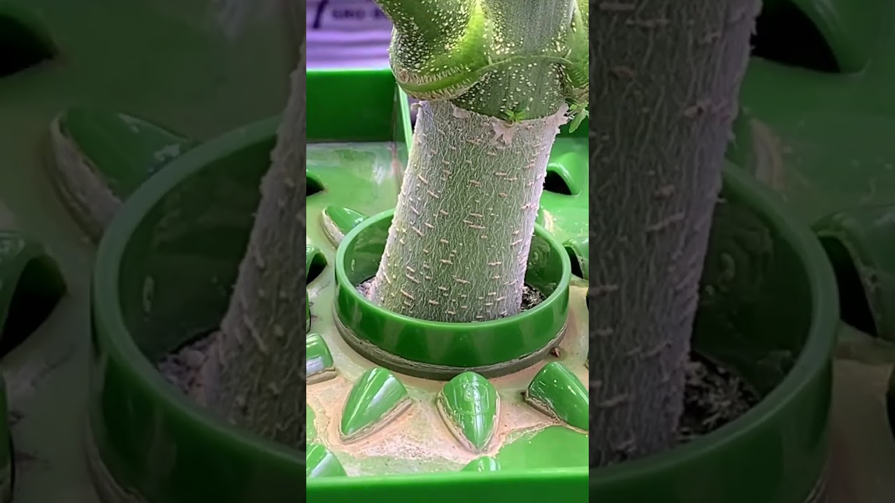 Cannabis Life Newfoundland - Slim 650S LED Grow