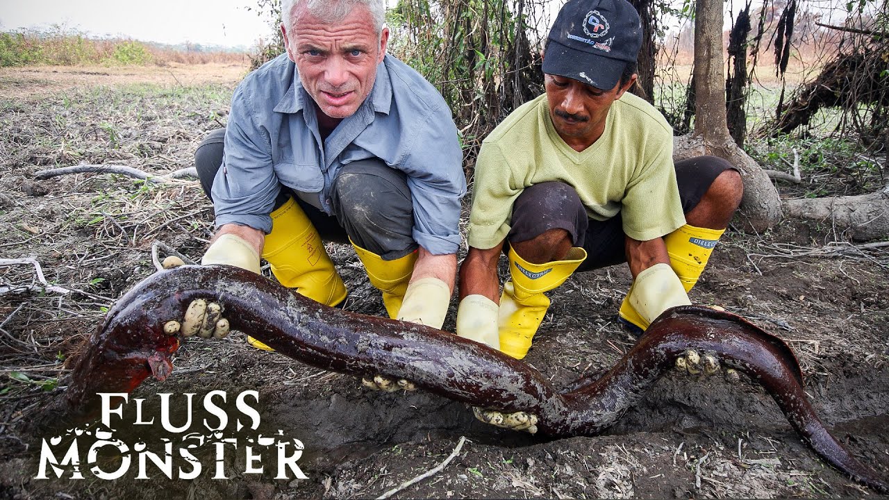 Der s&uuml;damerikanische Zitteraal: Es t&ouml;tete 3 Cowboys | S3 E06 | Fluss Monster