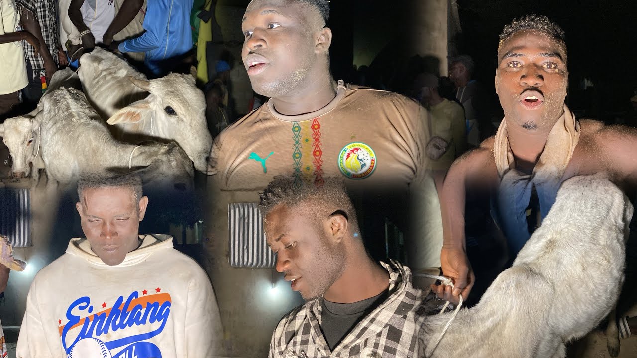 Portages des Boeufs et Réaction des Lutteur, à Faoye 25 Decembre 2025,Bross,Gouygui,Thionou Gal,