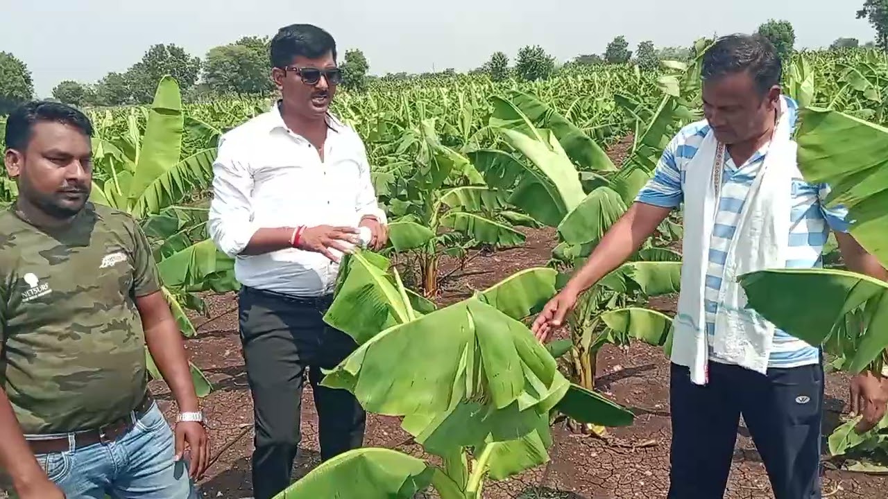 #Banana#organicfarming#biofit#netsurfproducts #jalgaon  9881220287 65Days Plot Only